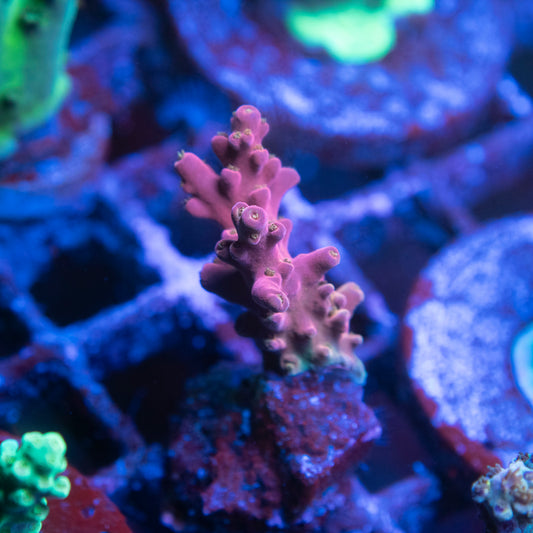 ACI Cherry Blossom Acropora rosaria