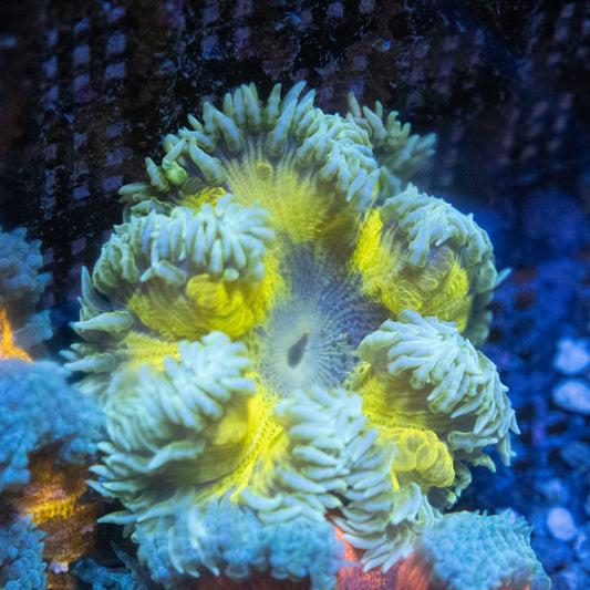 Yellow Rock Flower Anemone Lg