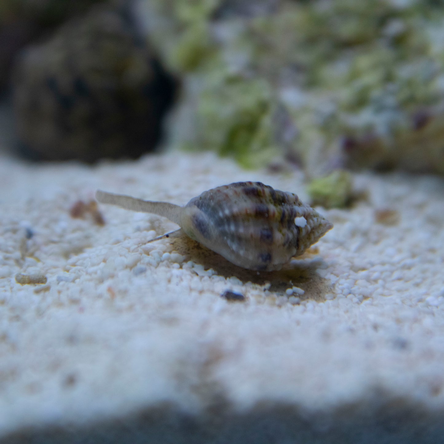 Nassarius Snails