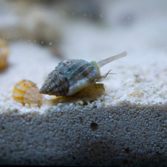 Nassarius Snails