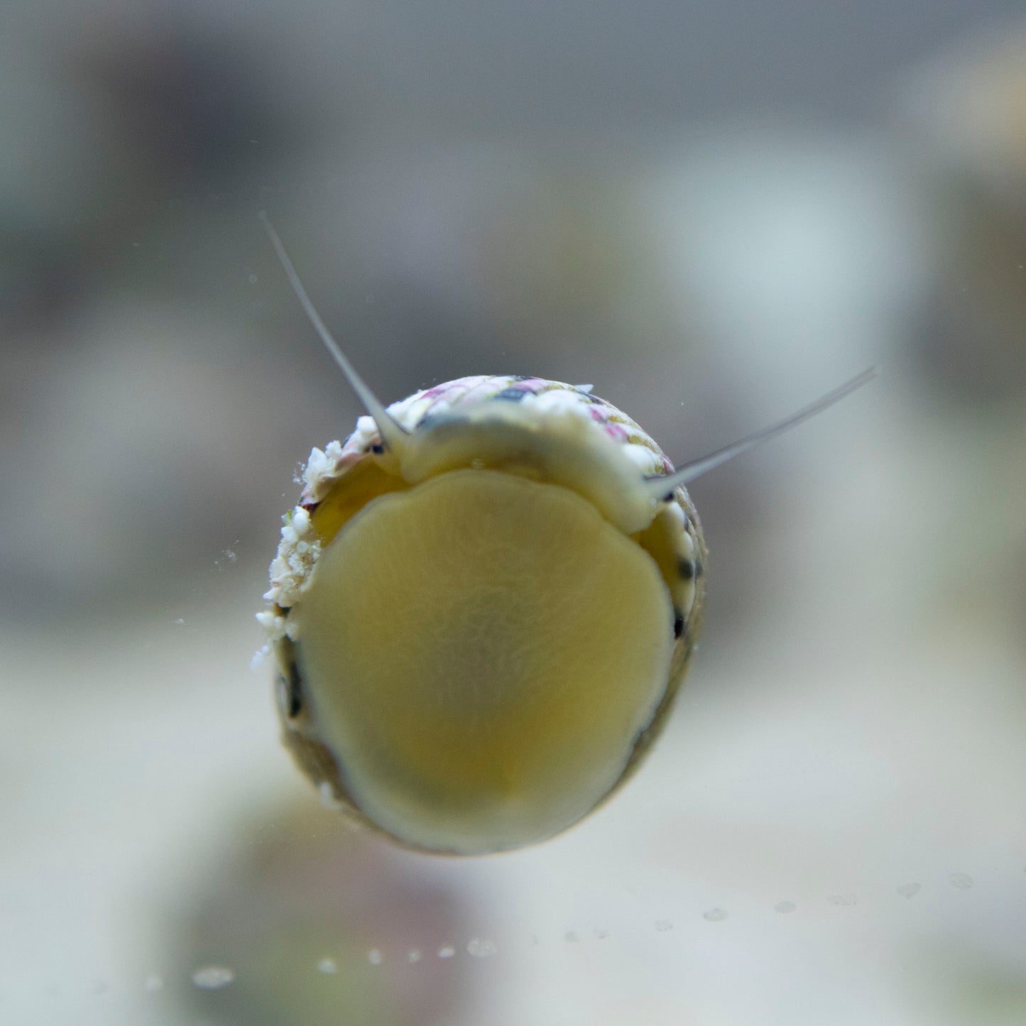 Nerite Snails