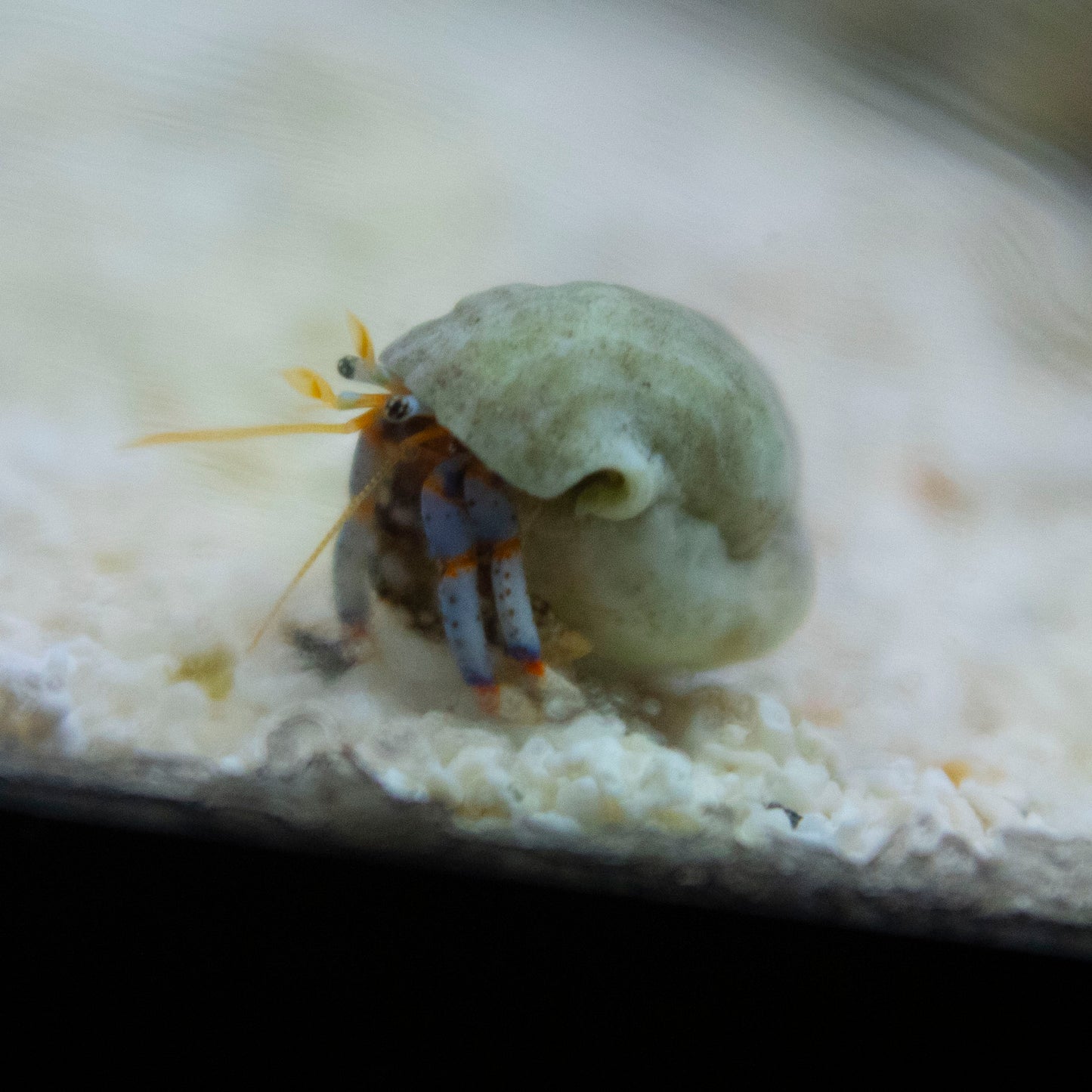 Blue leg reef hermit crab