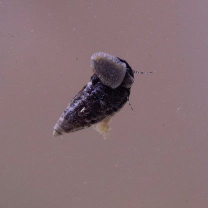 Dwarf Ceriths Snails