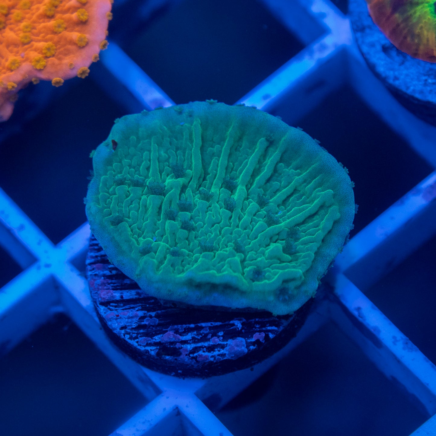 Flower Petal Montipora