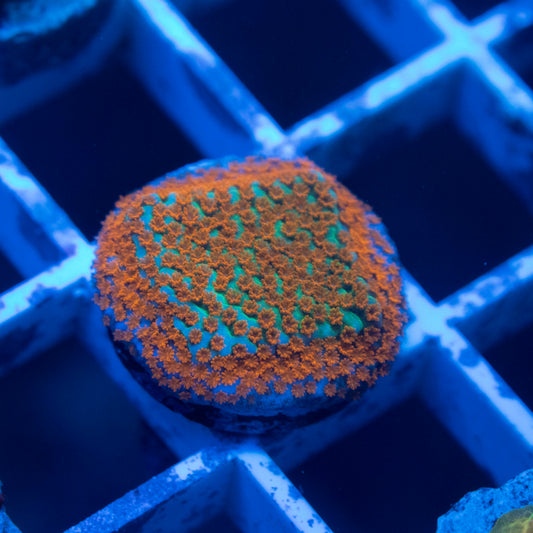 Jason Fox Aquaman Montipora