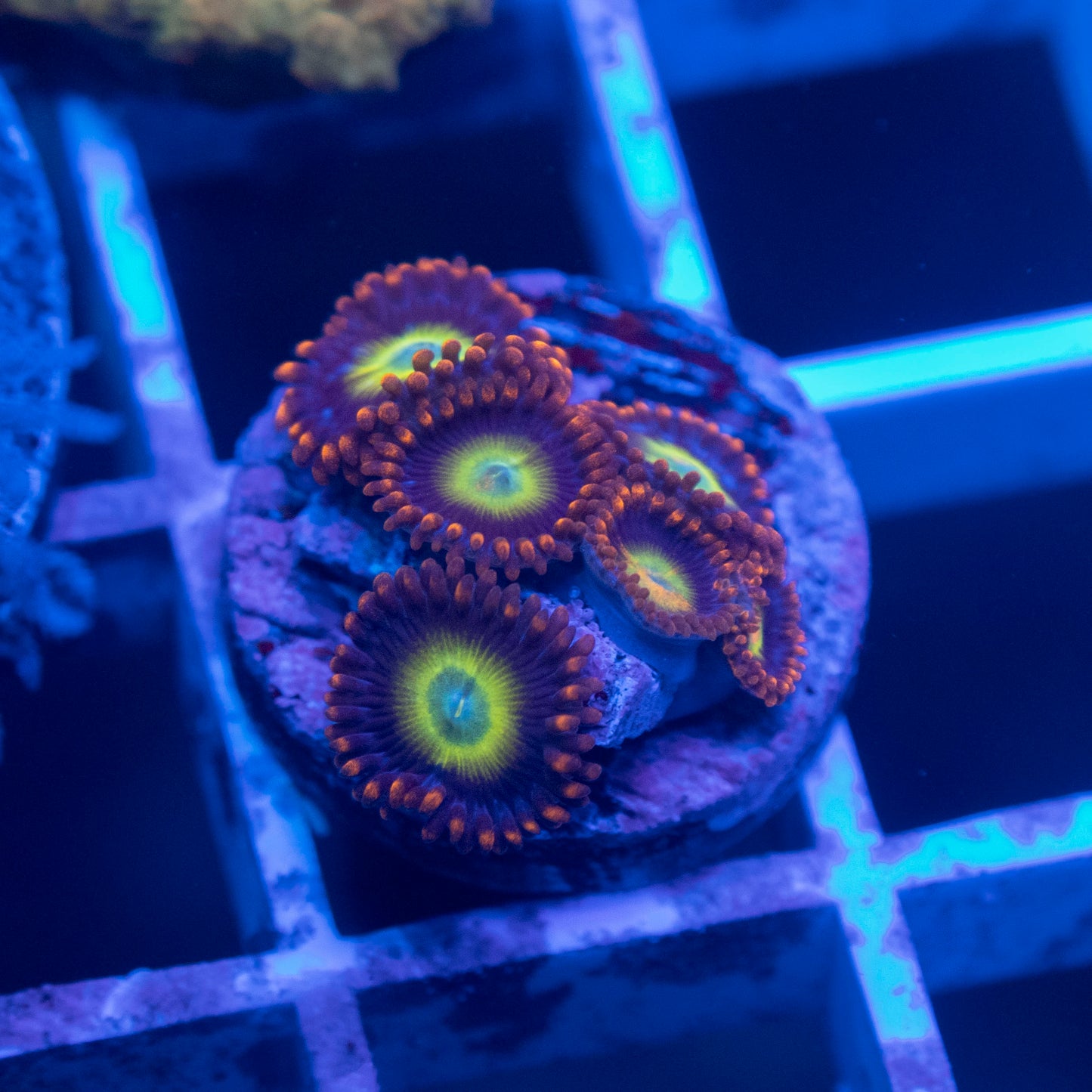 TSA Circus Freaks Zoanthid