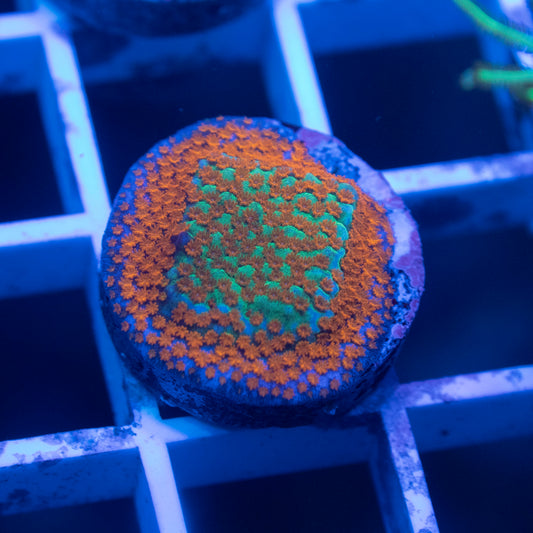 Jason Fox Aquaman Montipora