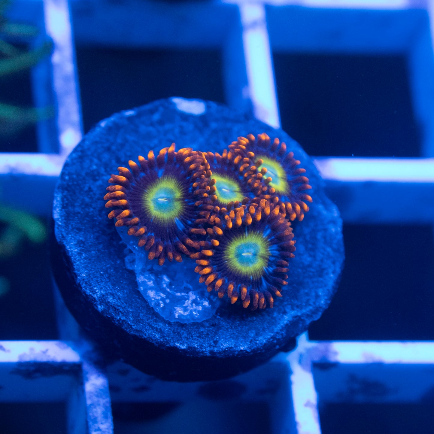 TSA Circus Freaks Zoanthid