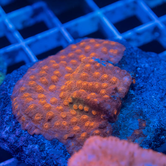 Orange Cyphastrea rock