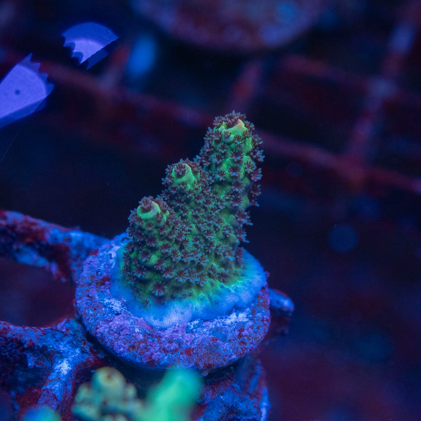 Assorted Acropora