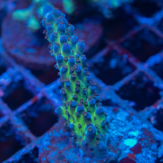 Cali Acropora tortuosa