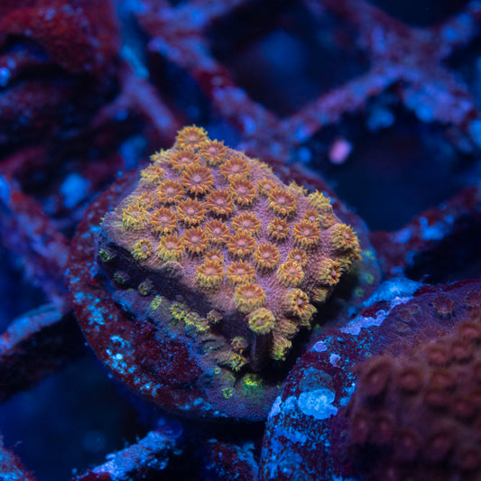 Molten Starburst Cyphastrea