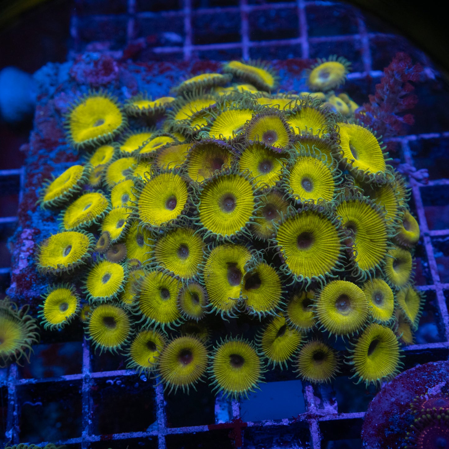 Nuclear Death Zoa Colony