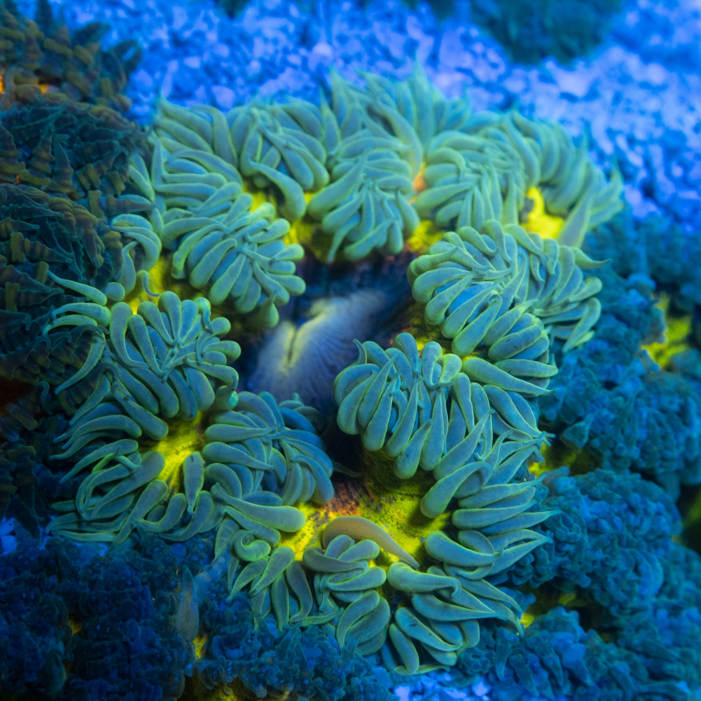 Ultra Rock Flower Anemone