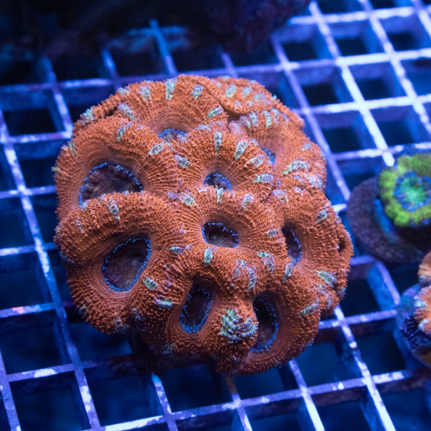 Acan Mini Colony