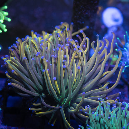 Holy Grail Variant Torch - AquaGemCorals
