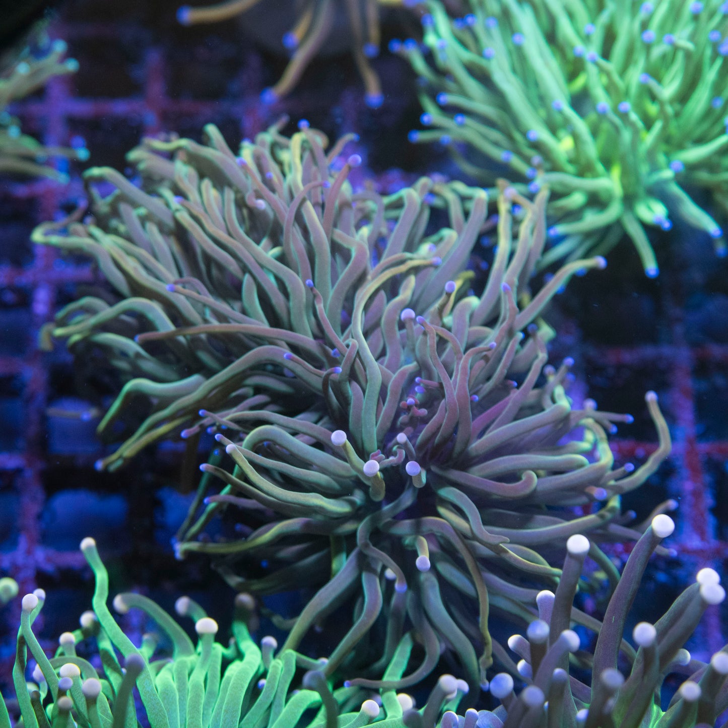 2 Head Dragon Tamer Torch - AquaGemCorals
