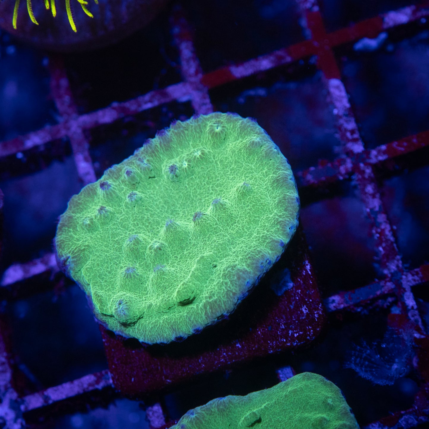 Super Green Cup Turbinaria - AquaGemCorals