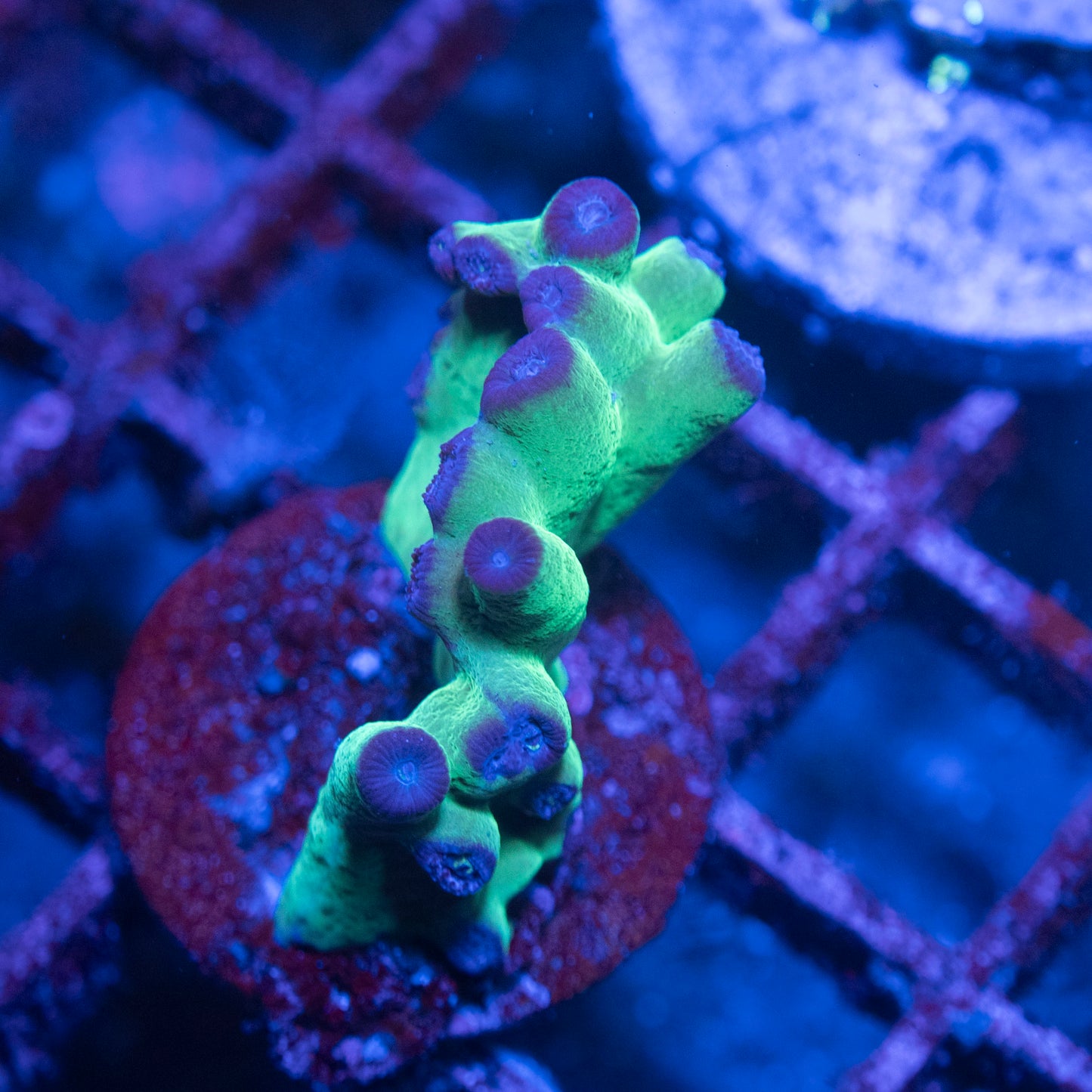 ACI Cultured Hero Turbinaria Coral - AquaGemCorals