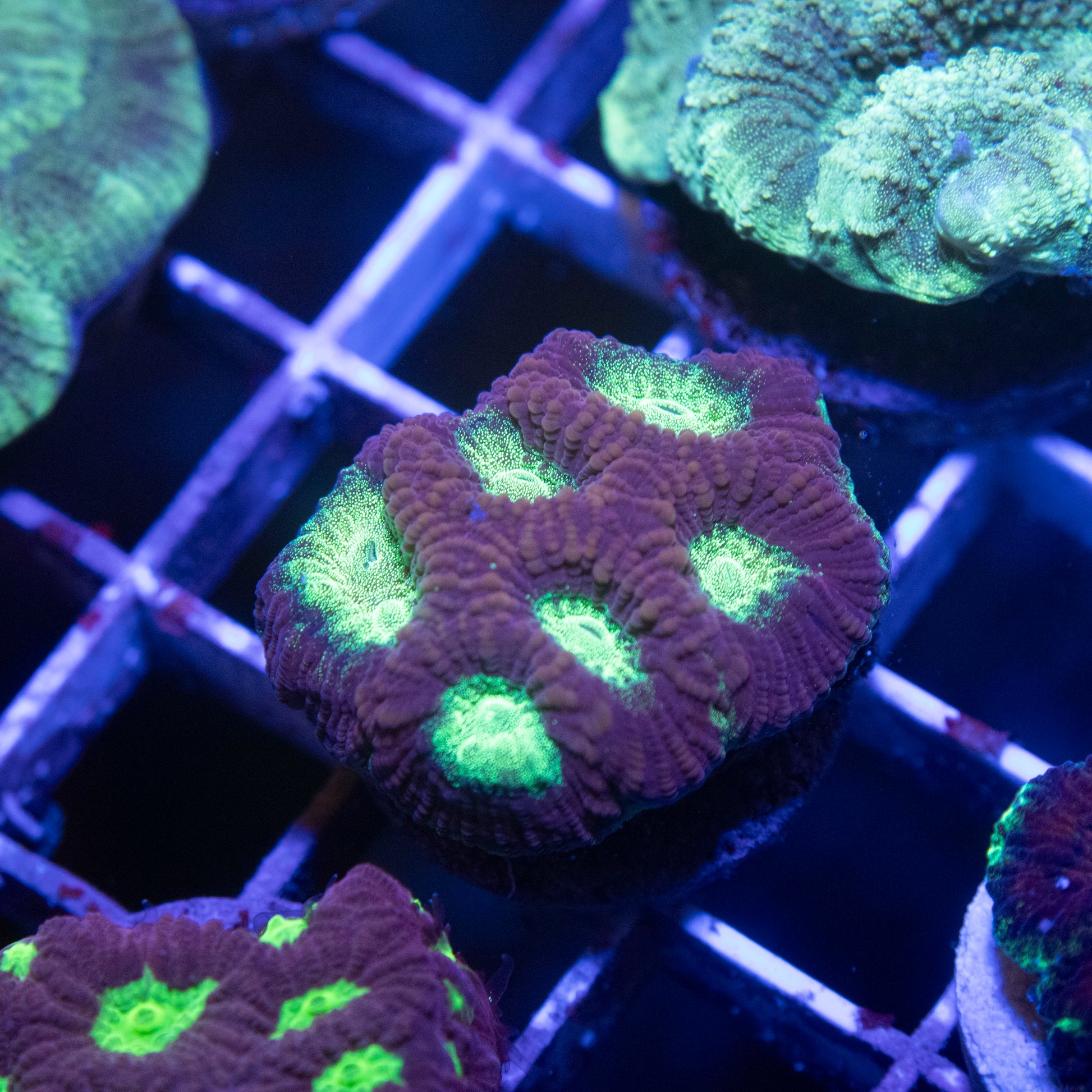 Electric Heart Favites - AquaGemCorals
