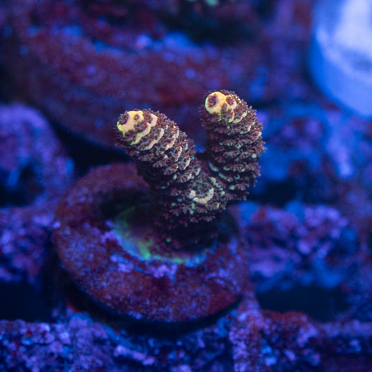 Assorted Acropora