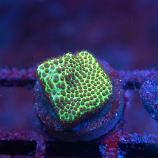 Stawberry Fields Porites