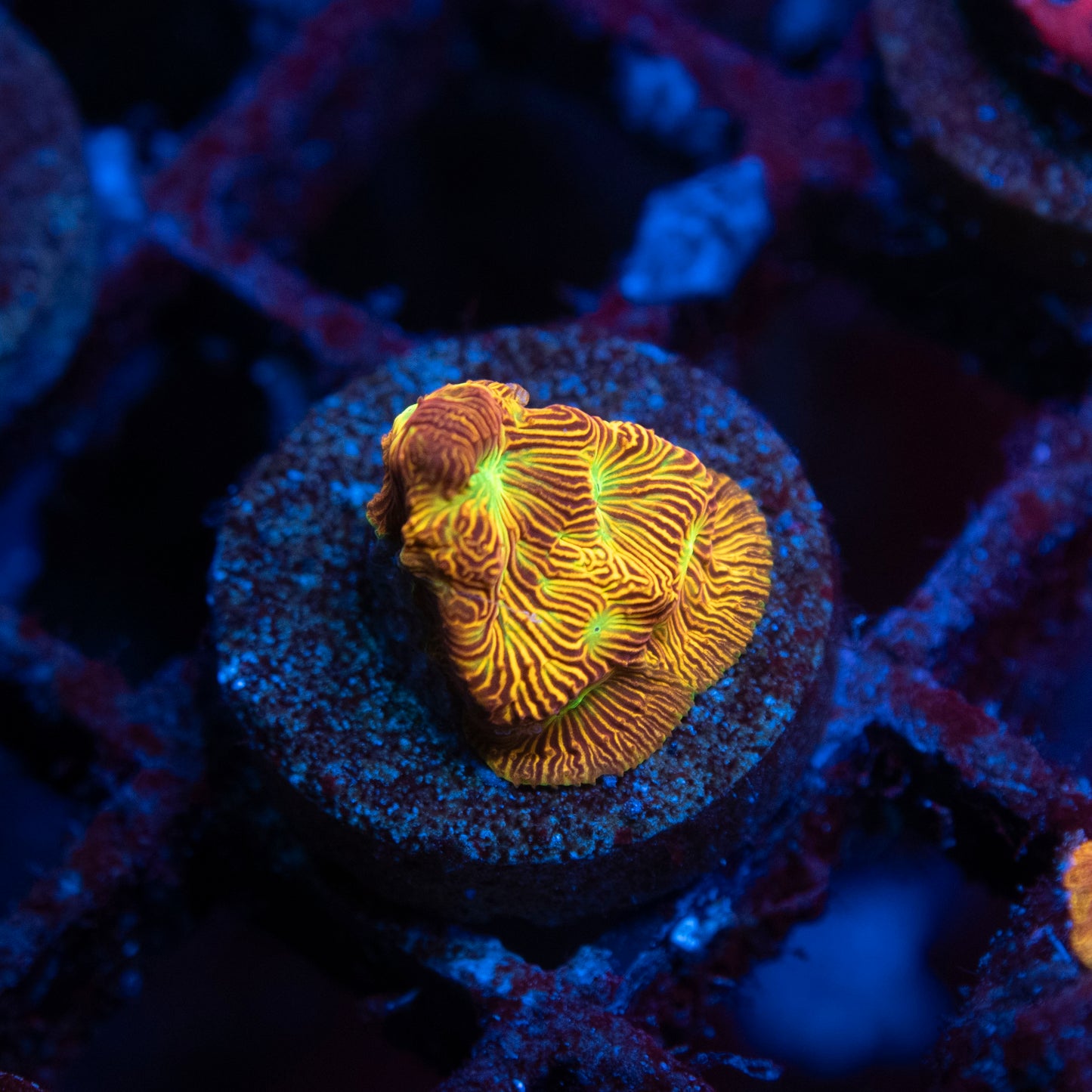 Tidal Gardens Ultra Leptoseris