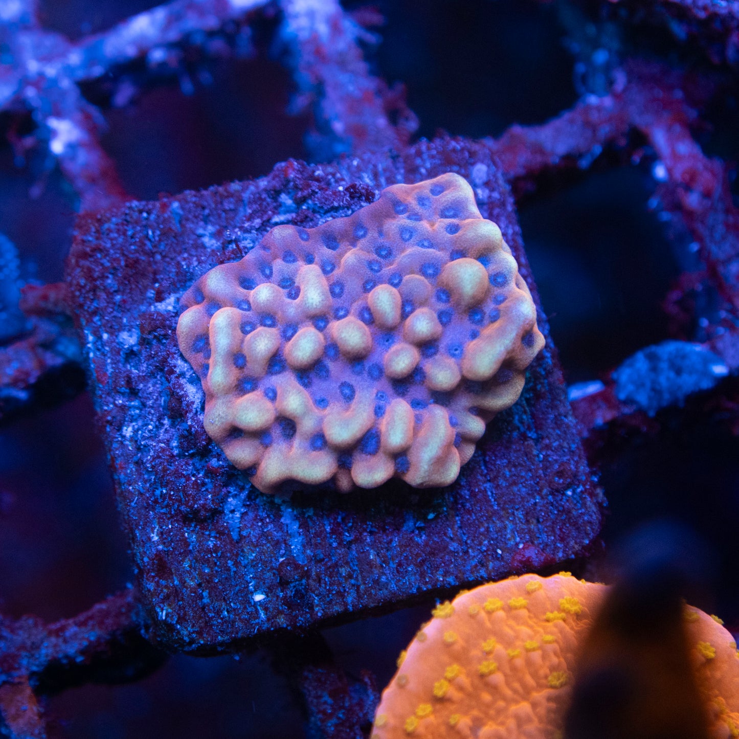 AFTERBURNER MONTIPORA