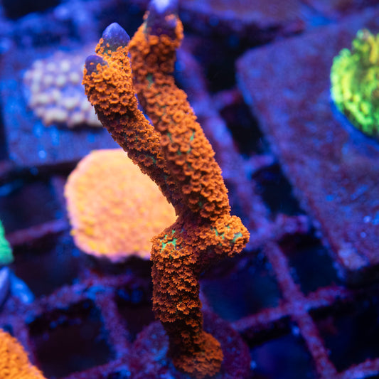 Red Digi Montipora