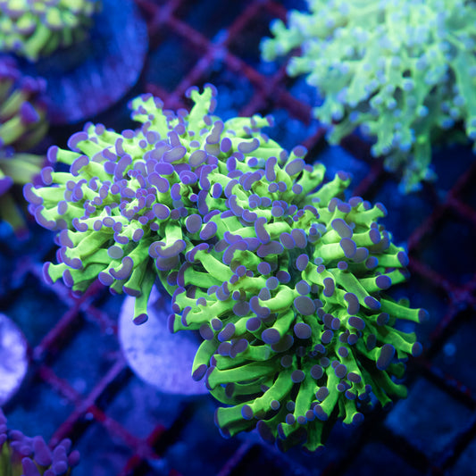2 polyp Frammer