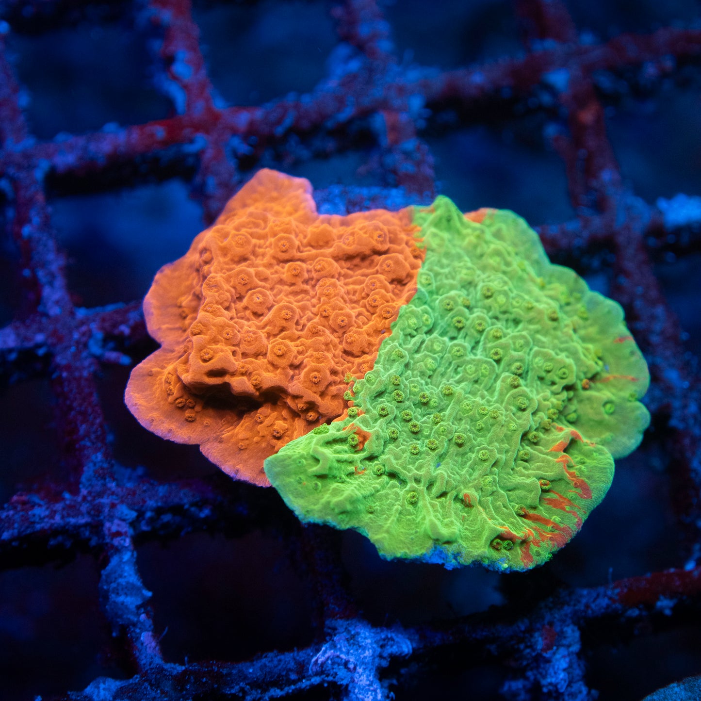 Grafted Montipora