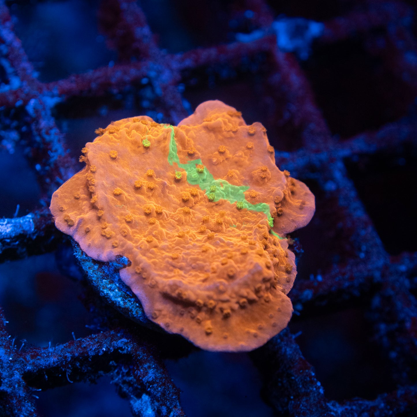 Grafted Montipora