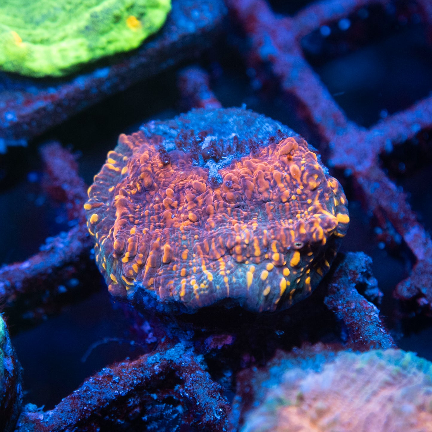 CC Cloudberries Chalice