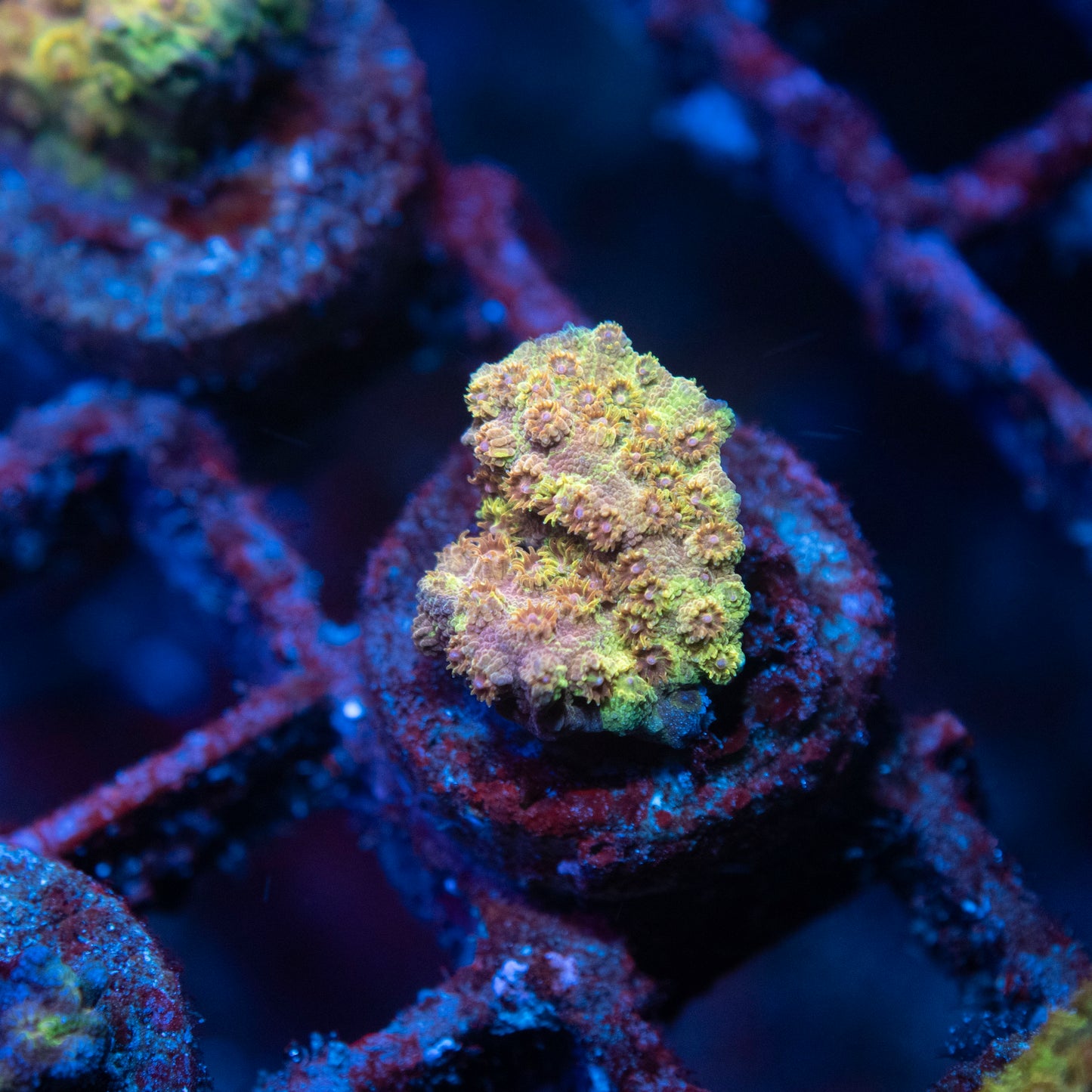 Graffted Cypastrea