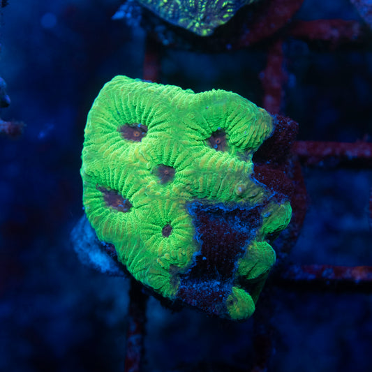 Green Favites