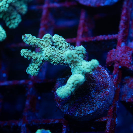 Neon Green Seriatopora