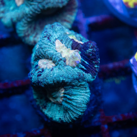 Teal Blue Goniastrea