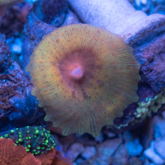 Orange Neglecta Mushroom