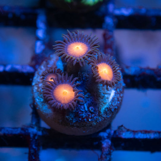 Flare Shot Zoa