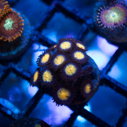 Firelight Zoas