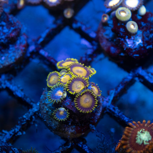 Mixed Zoas