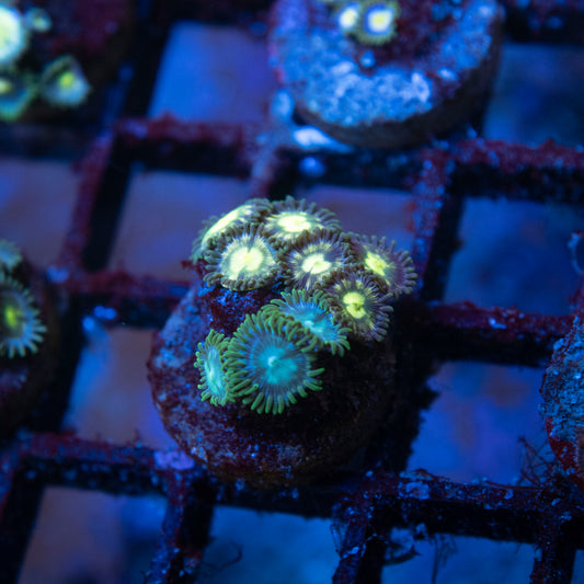 Mixed Zoa