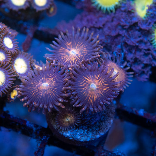Sundial Zoas