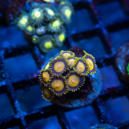 King Midas Zoa