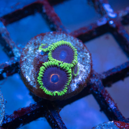 Black Eye Peas Zoas