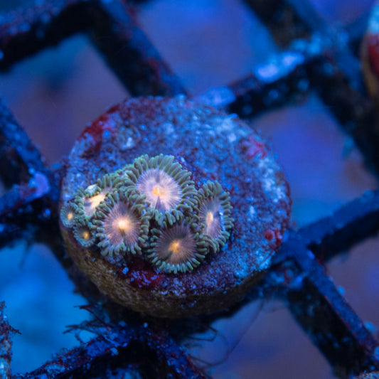 Mixed Zoas
