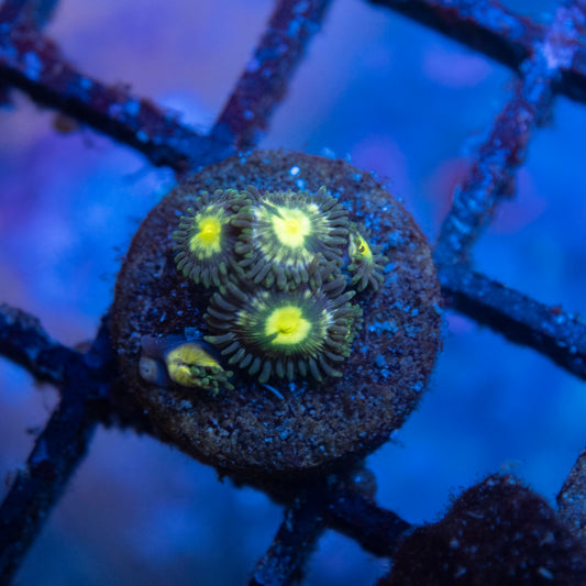 Mixed Zoas