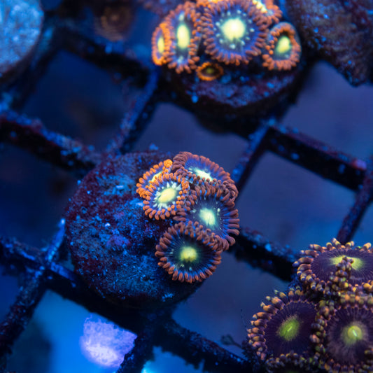 Fallen Kingdom Zoa