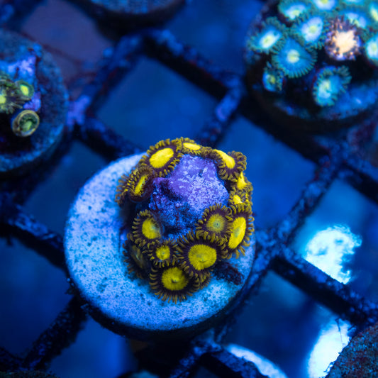 King Midas Zoa