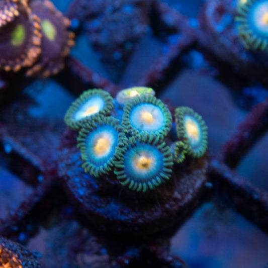 Frozen Starlight Zoas